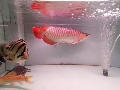 養紅龍魚白底缸好不好（養紅龍魚時選擇白底缸具有優勢但可能會影響到紅龍魚的發色效果）