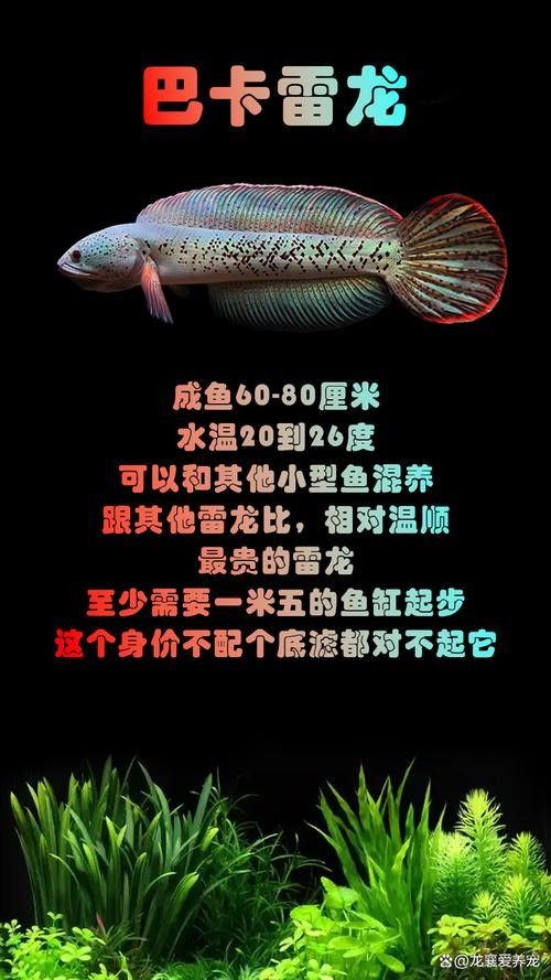 雷龍魚品種大全和圖片欣賞