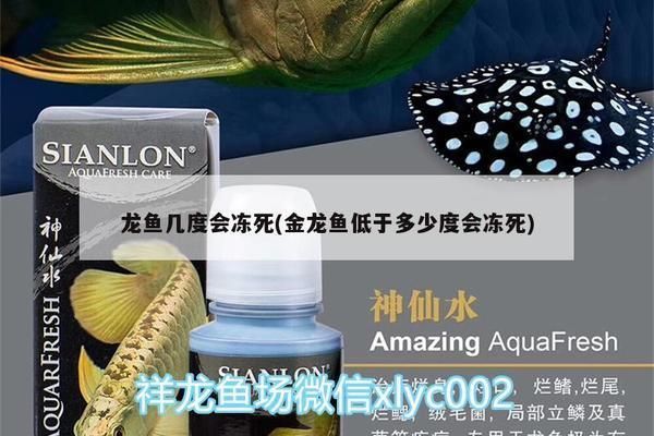 龍魚幾度會凍死：冬季養龍魚的注意事項