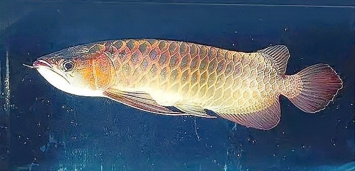 一條銀龍魚代表什么：銀龍魚是一種吉祥的象征，一條銀龍魚代表什么？