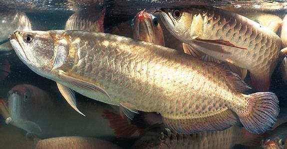 一條銀龍魚代表什么：銀龍魚是一種吉祥的象征，一條銀龍魚代表什么？