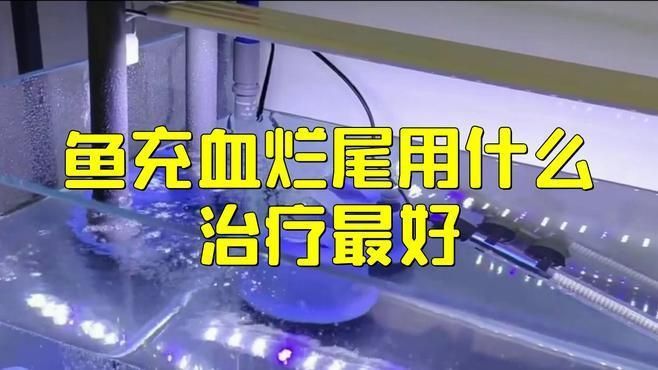 哪些藥物可以有效治療龍魚充血？