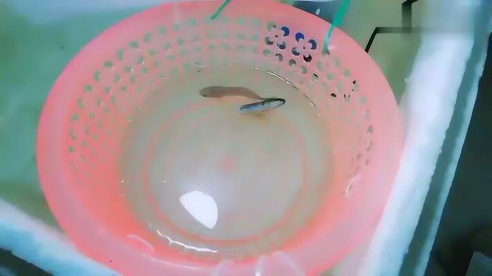 雷龍魚吃孔雀魚嗎，如何防止雷龍魚攻擊同類，孔雀魚適宜的水族環境，雷龍魚的飲食管理