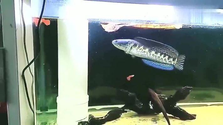 雷龍魚吃孔雀魚嗎，如何防止雷龍魚攻擊同類，孔雀魚適宜的水族環境，雷龍魚的飲食管理