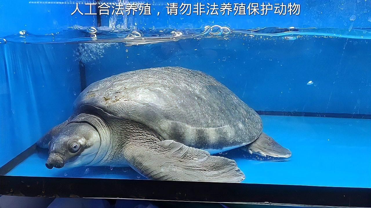 龍魚可以和豬鼻龜混養嗎圖片欣賞