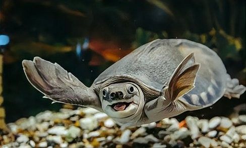 龍魚可以和豬鼻龜混養嗎圖片欣賞