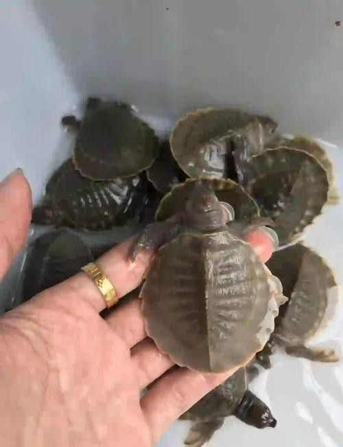 龍魚可以和豬鼻龜混養嗎圖片欣賞