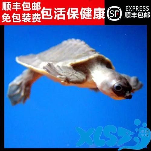 龍魚可以和豬鼻龜混養嗎圖片欣賞