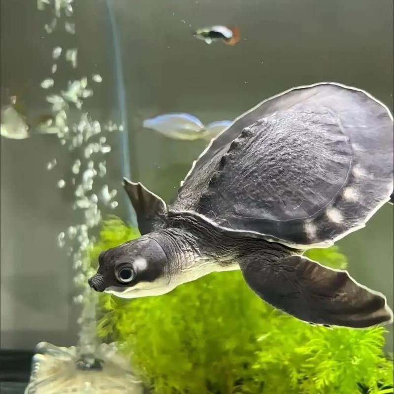 龍魚可以和豬鼻龜混養嗎圖片欣賞