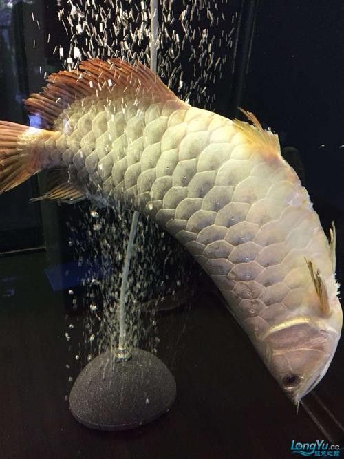 龍魚可以和豬鼻龜混養嗎圖片欣賞