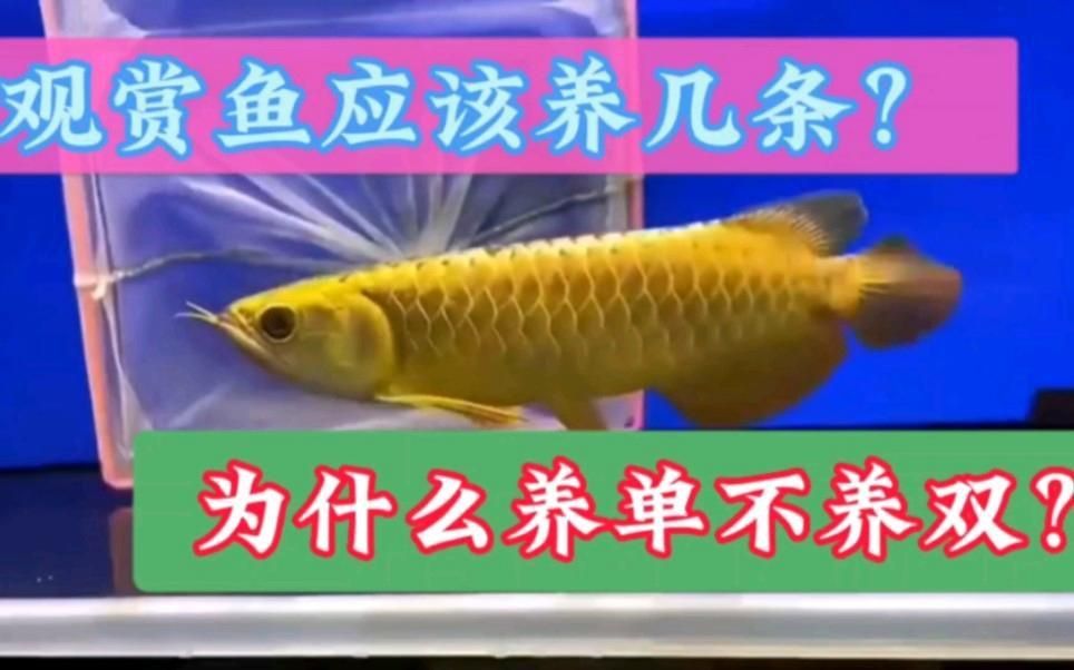 買魚為什么買單不買雙