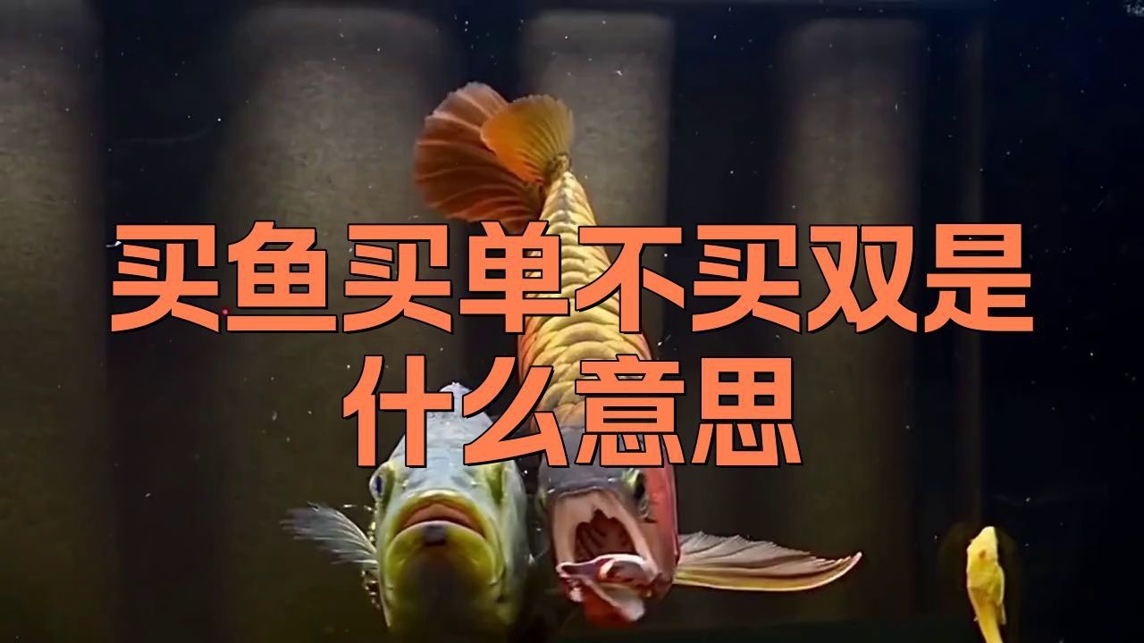 買魚為什么買單不買雙