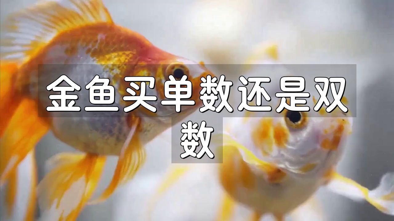 買魚為什么買單不買雙