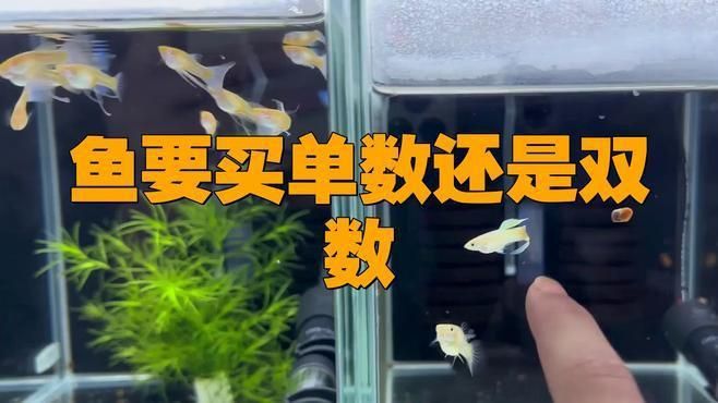 買魚為什么買單不買雙