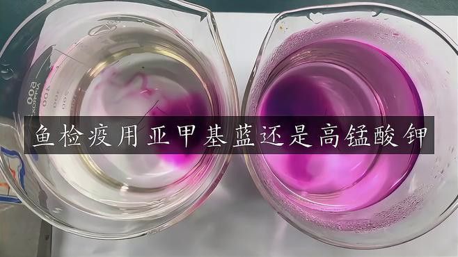 招財貓魚和龍魚用什么藥檢疫