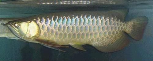 龍魚的眼睛上起了一層白膜怎么辦：龍魚眼睛上起了一層白膜怎么辦