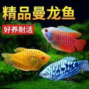 龍魚挑選（如何挑選合適的龍魚品相鑒定技巧，龍魚品相鑒定技巧）