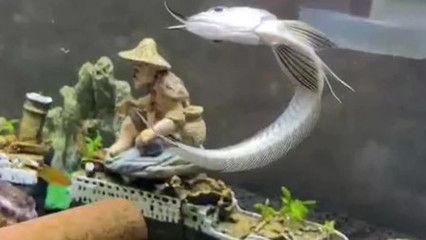 養龍魚的老孫：龍魚老孫在養魚領域有著豐富的知識和豐富經驗