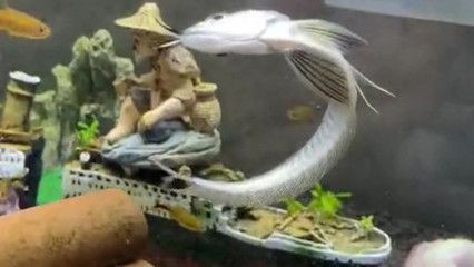 養龍魚的老孫：龍魚老孫在養魚領域有著豐富的知識和豐富經驗