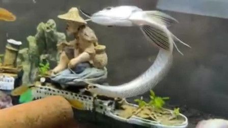 養龍魚的老孫：龍魚老孫在養魚領域有著豐富的知識和豐富經驗