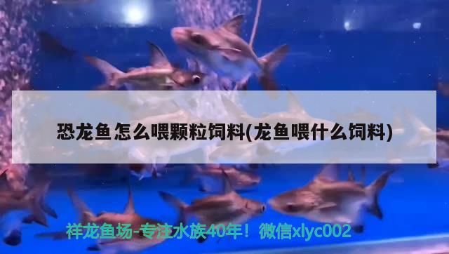 恐龍魚怎么喂顆粒飼料(龍魚喂什么飼料)