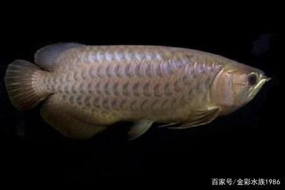 新加坡綠龍魚：新加坡綠龍魚是一種既美觀又溫和的觀賞魚，具有一定的經濟價值