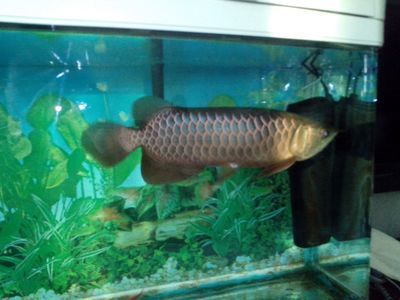 新加坡綠龍魚：新加坡綠龍魚是一種既美觀又溫和的觀賞魚，具有一定的經濟價值
