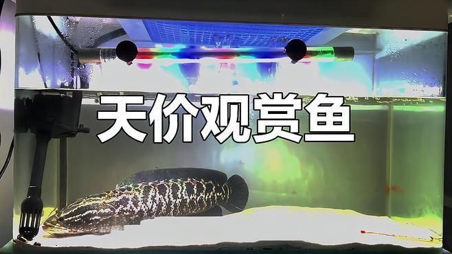名貴觀賞魚中哪一種最稀有？