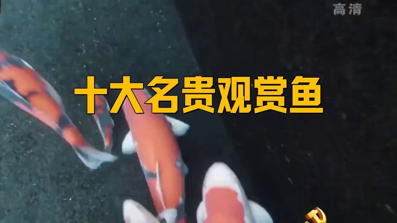 名貴觀賞魚中哪一種最稀有？