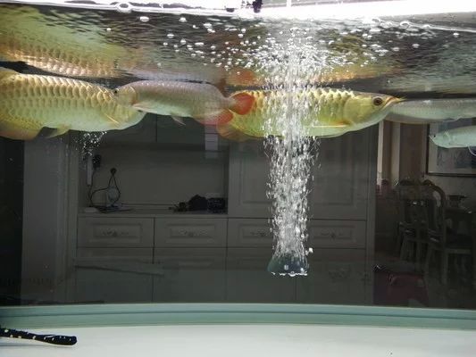 龍魚多大養(yǎng)最好活的：龍魚在體長15-20厘米時開始飼養(yǎng)