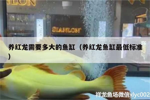 紅龍魚能養多大？（關于紅龍魚飼養尺寸的一些詳細信息）