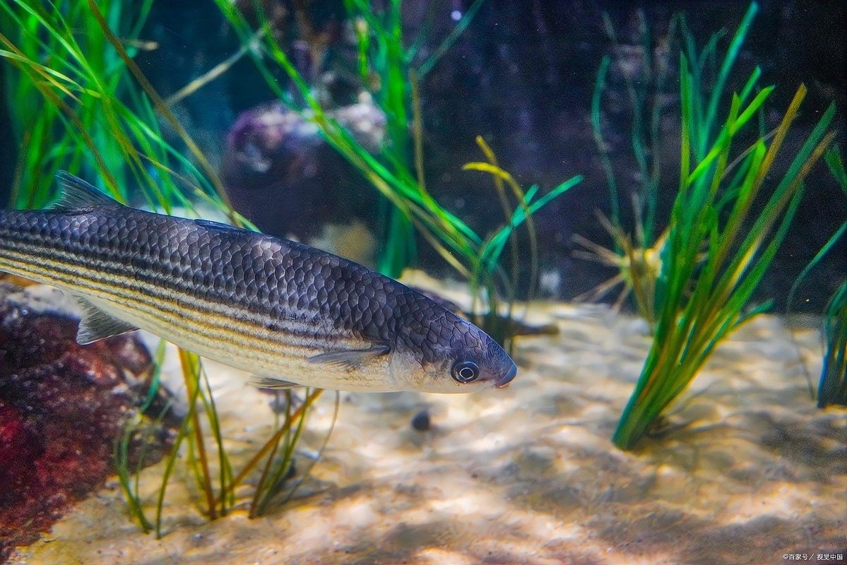 雷龍魚可以群養嗎