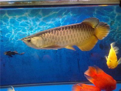 養一條龍魚每月需要花費多少錢？