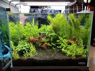 龍魚缸溫度多少合適：關于龍魚缸溫度的詳細信息：龍魚缸水溫控制技巧 龍魚缸溫度多少合適：關于龍魚缸溫度的詳細信息：龍魚缸水溫控制技巧 龍魚百科 第1張