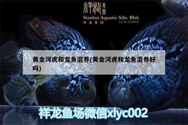 黃金河虎可以和龍魚混養嗎（黃金河虎和龍魚可以混養嗎）