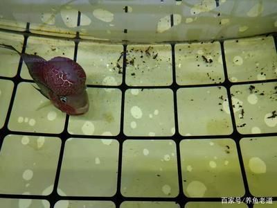 龍魚吞了硬物怎么辦，如何判斷龍魚是否消化硬物