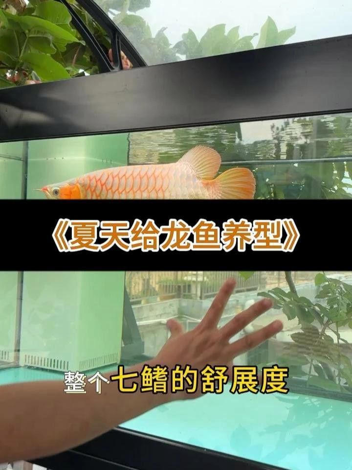 如何給銀龍魚添加益生菌？