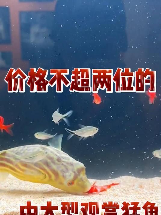 中大型觀賞魚大全