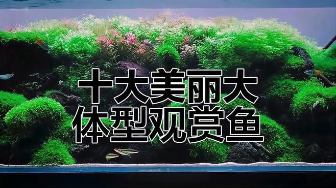 中大型觀賞魚大全