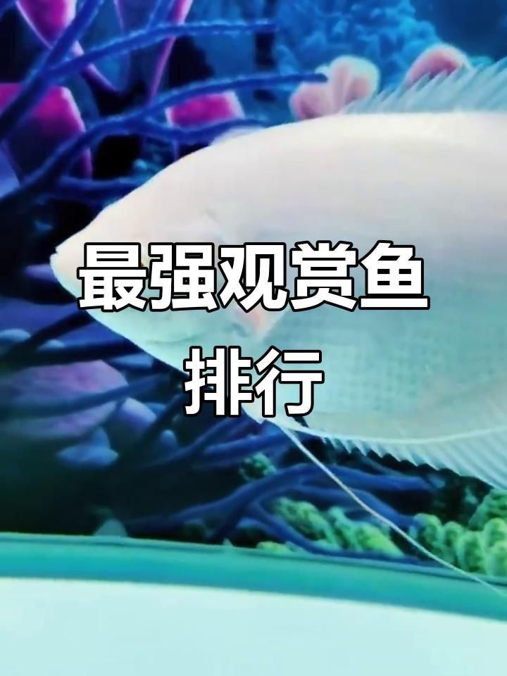 中大型觀賞魚大全