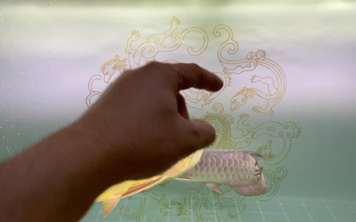 金龍魚和銀龍魚混養需要多大的魚缸？