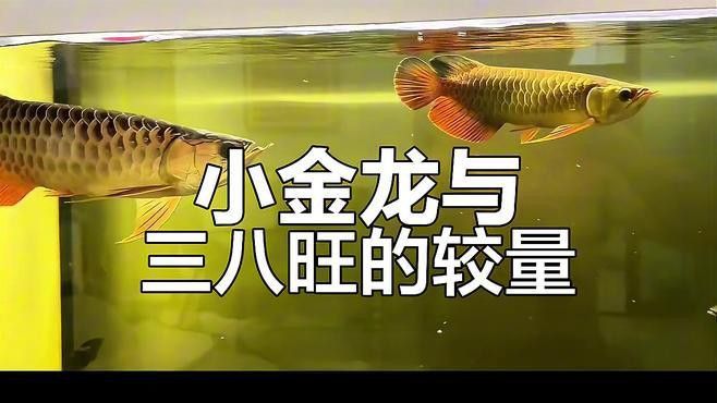 金龍魚和銀龍魚混養需要多大的魚缸？