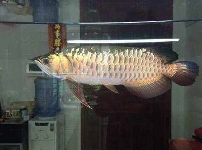金龍魚等級(jí)區(qū)分（b過(guò)金龍魚（b級(jí)過(guò)背金龍魚（b級(jí)過(guò)背金龍魚）：高背金龍魚）