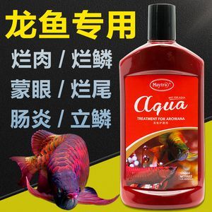 金龍魚蒙眼爛尾什么原因【金龍魚蒙眼爛尾什么原因引起金龍魚爛尾什么原因】