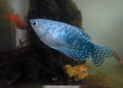 藍色的龍魚長什么樣：藍色的龍魚是什么樣子的