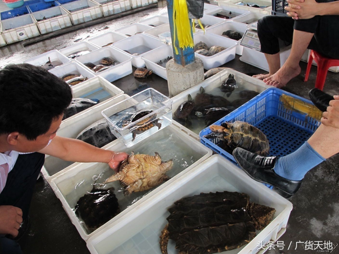廣州觀賞魚批發市場去祥龍魚場有多遠的路程：從廣州觀賞魚批發市場到祥龍魚場需要多久？