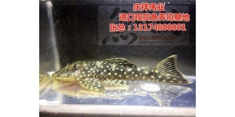 廣州觀賞魚批發市場去祥龍魚場有多遠的路程：從廣州觀賞魚批發市場到祥龍魚場需要多久？