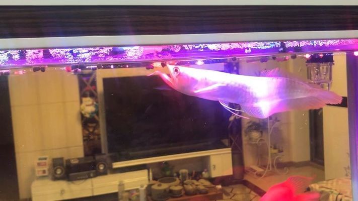 龍魚的正確飼養方法大全：關于龍魚飼養的基本指南 龍魚的正確飼養方法大全：關于龍魚飼養的基本指南 龍魚百科 第9張