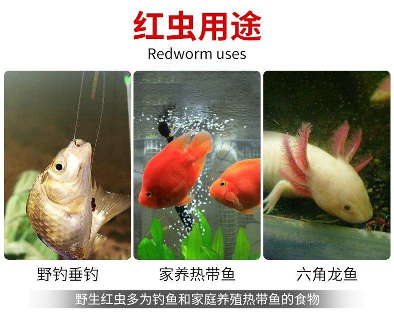 龍魚吃紅蟲可以嗎怎么喂養：龍魚可以喂食紅蟲嗎