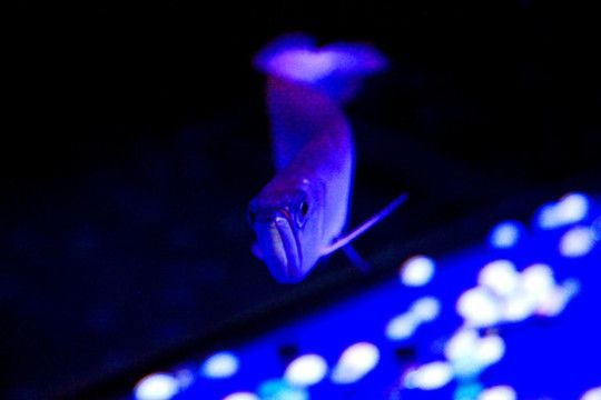 銀龍魚小夜燈（銀龍魚晚上開燈2到3小時，開燈2到3小時）